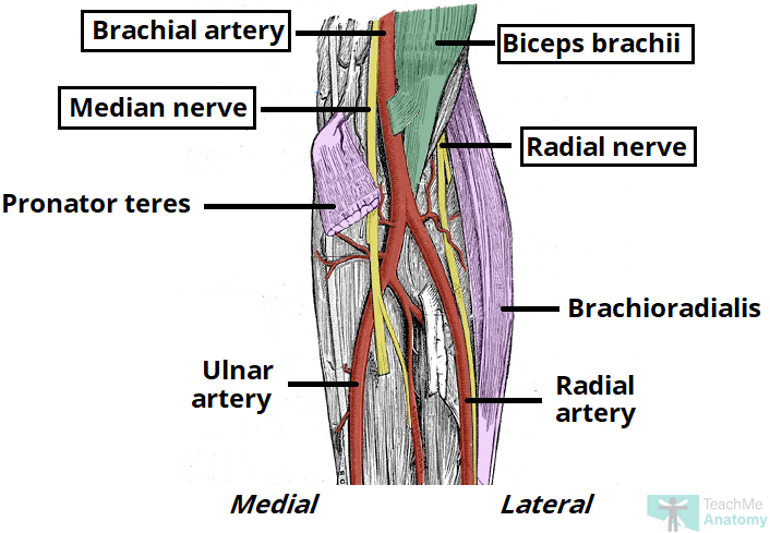 [Image Placeholder: Anatomy of the Cubital Fossa. Anterior view showing boundaries (brachioradialis, pronator teres) and superficial veins (cephalic, basilic, median cubital) overlying deeper structures (median nerve, brachial artery, biceps tendon, radial nerve).]